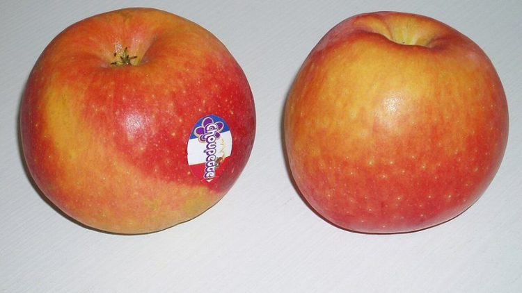 Karl Lagerfeld Store 02 (cut2)