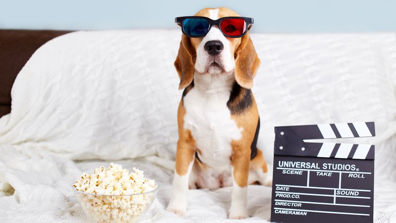 dog on movie set