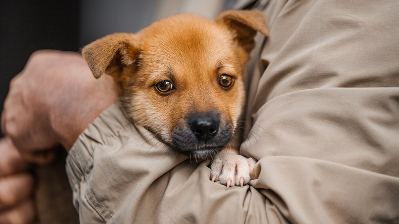 lost puppy being returned