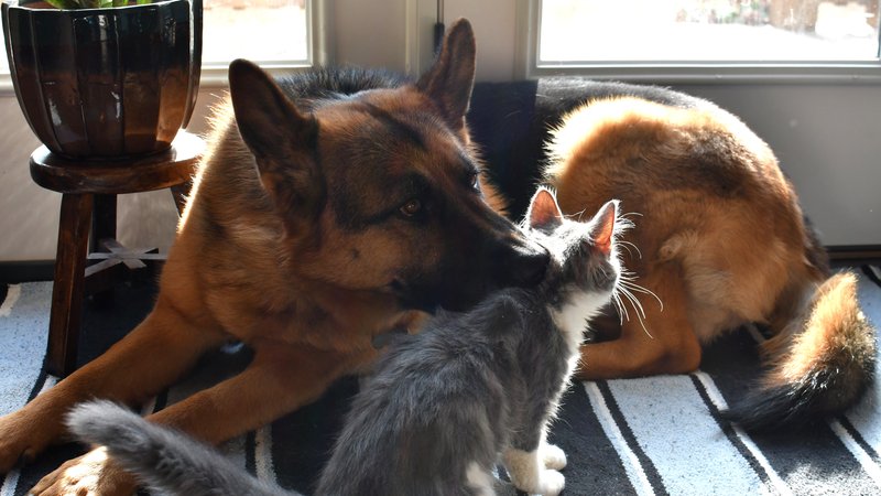 friendly dog and cats