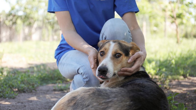 volunteer helping dog