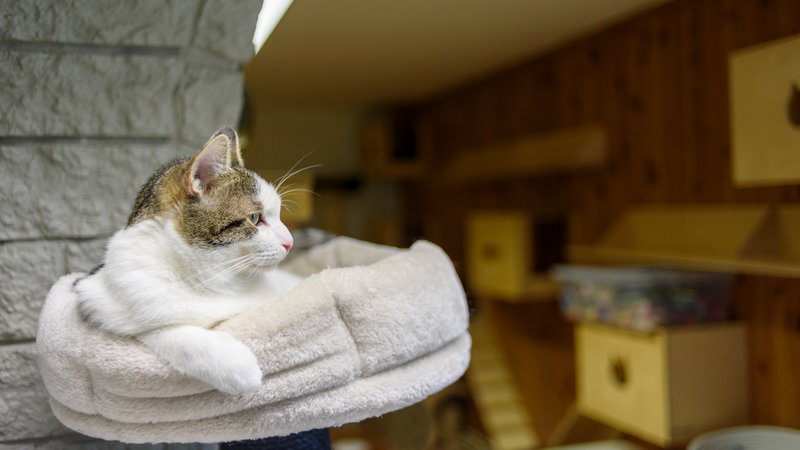 cat shelter interior