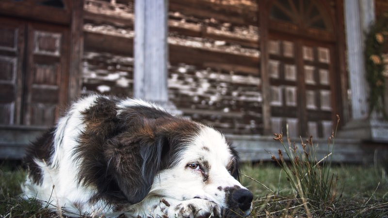 dog lying in front of photo