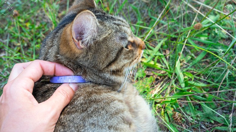 cat with collar close-up