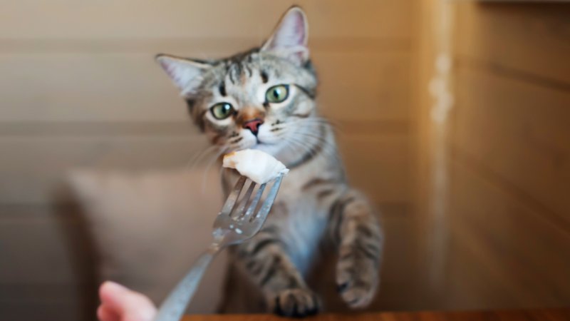 cat refusing food