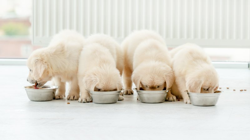puppies eating food bowl
