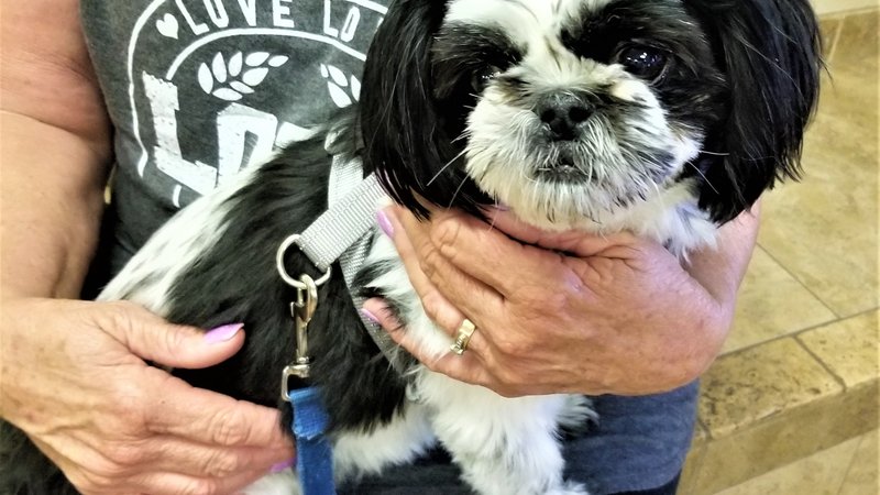 rescued shih tzu dog in cage