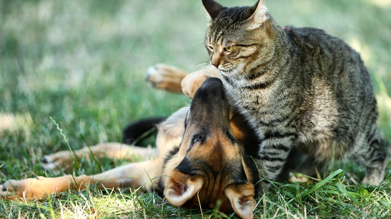 playful dog and cat together