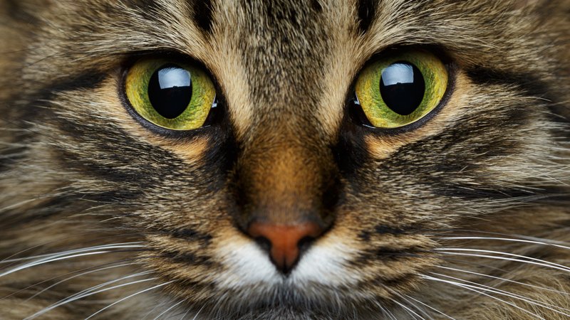 domestic cat face detail