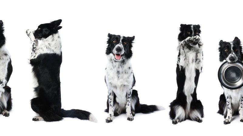 band of dogs playing music