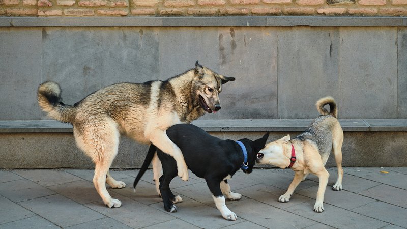 dogs performing together outdoors