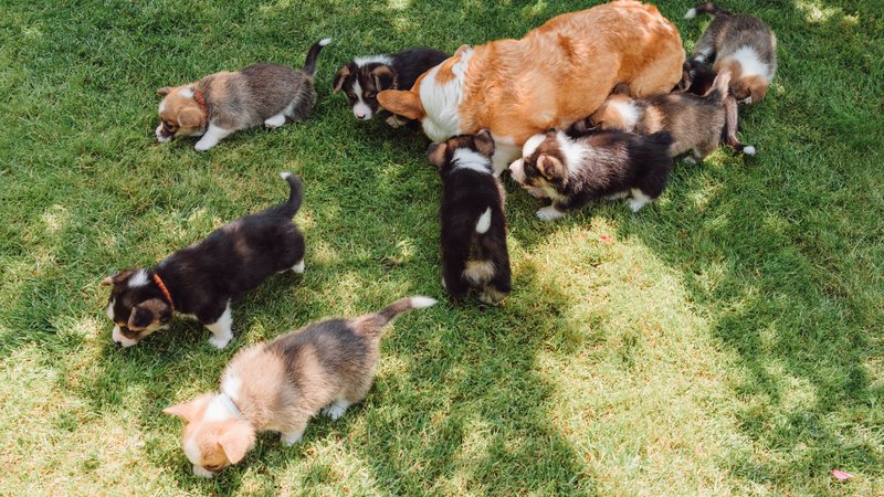 band of puppies playing