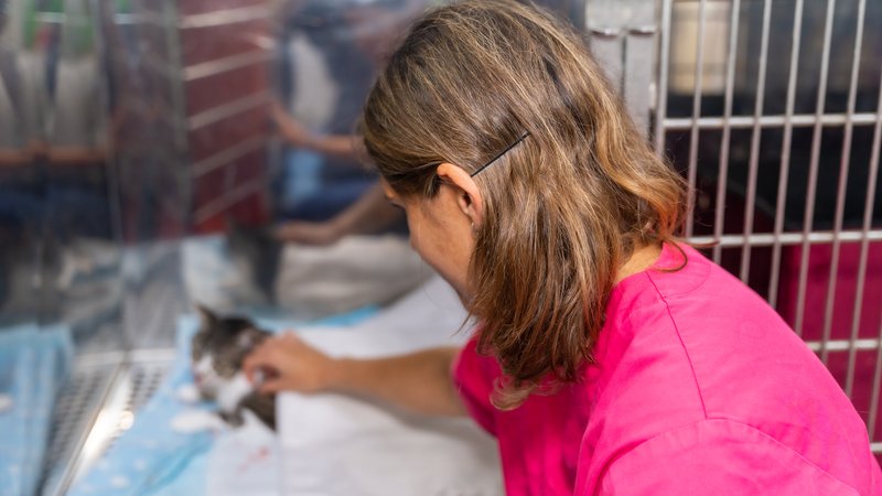 caring animal shelter worker