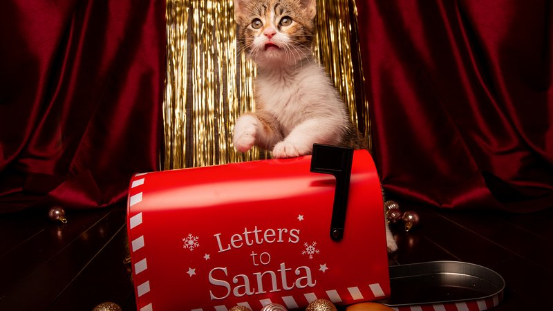 kitten with mail carrier