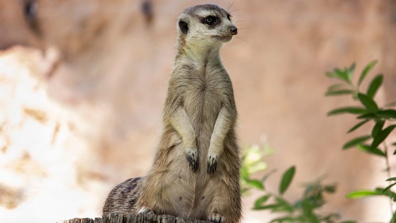 cat in meerkat posture