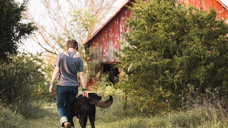 dog leaving farm house