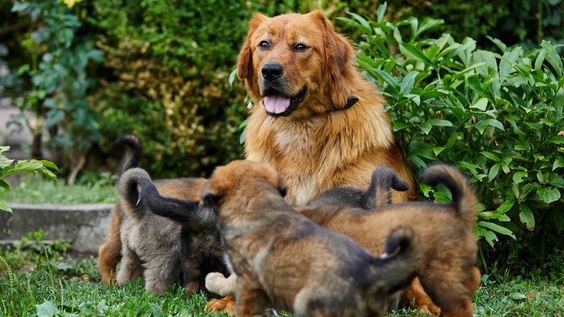 dog leading to puppies