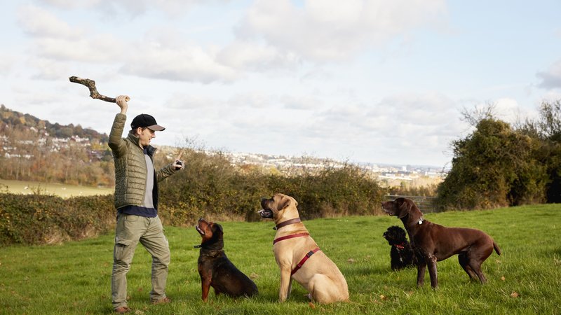 dog training session outdoors