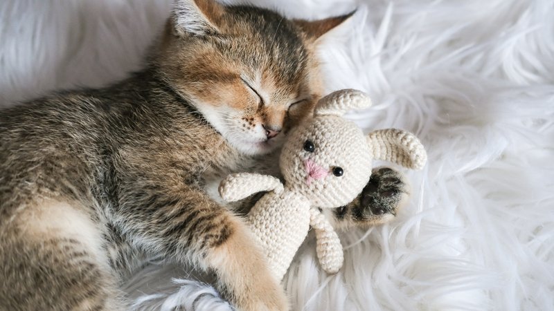 cat cuddling stuffed animal