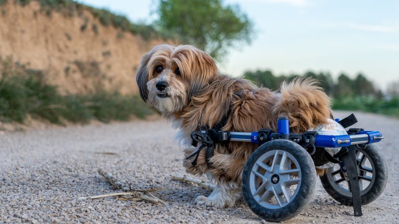 dog with disability