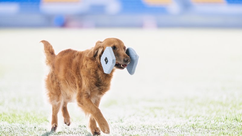 dog at rugby stadium