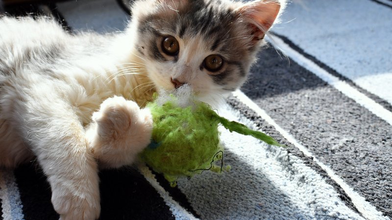 cat carrying stuffed pickle