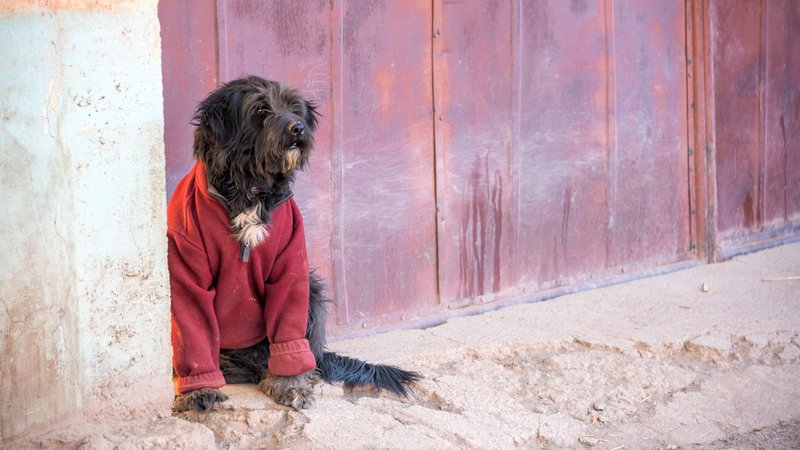 Moroccan street dog