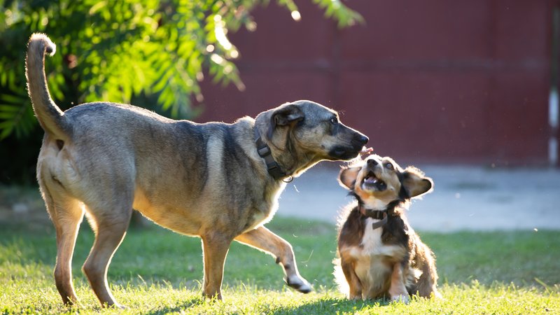 happy dog reunion