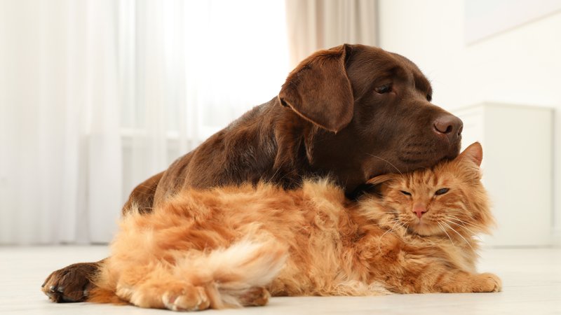 dog and cat hugging