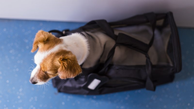 small dog travel evacuation