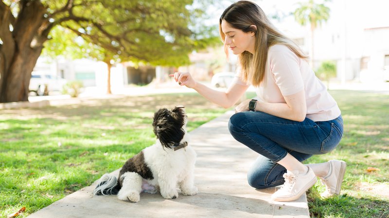 cute dog training session