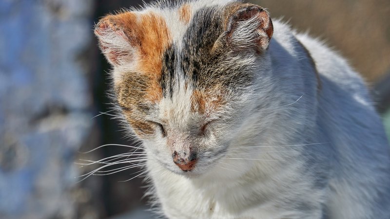 sick stray cat with respiratory infection