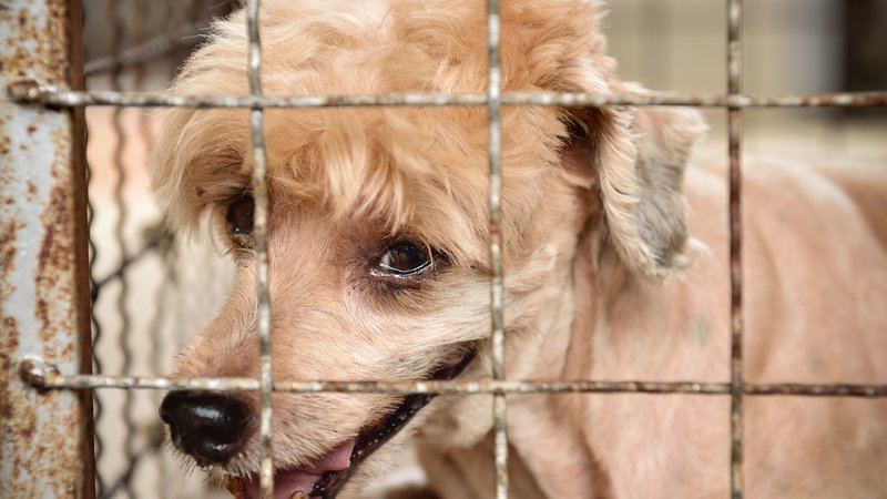 animal shelter rescue operation