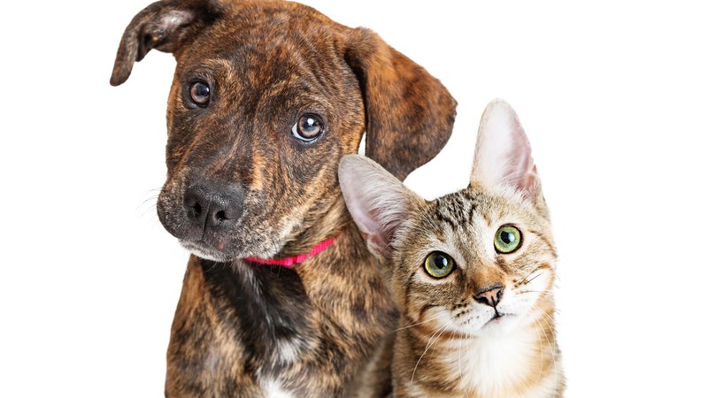 happy dog and cat close-up