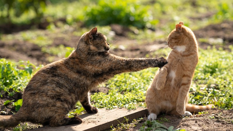 cat communication behavior