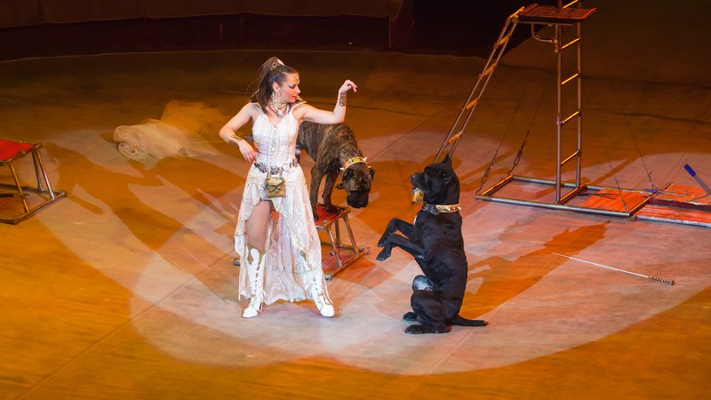 dogs performing with instruments