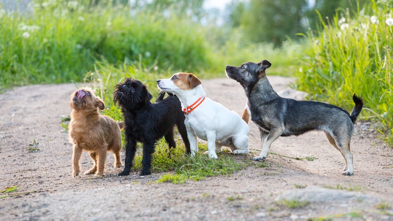 group of puppies outdoors