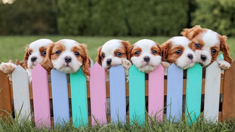 cute puppies together