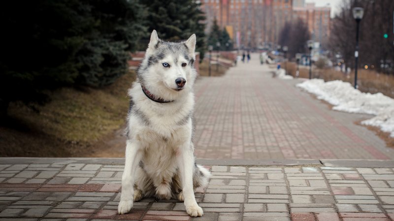 husky dog stray street