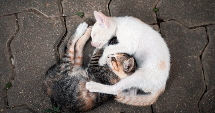 stray cat friendship