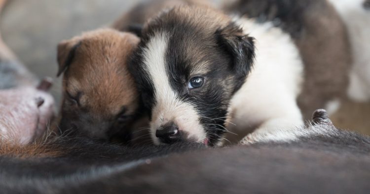 rescue dog puppies