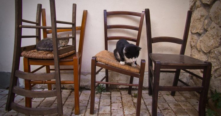 miniature cat chairs