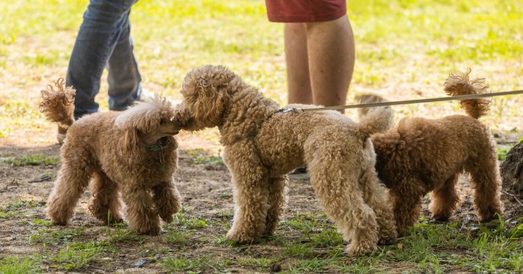 rescued poodle dogs