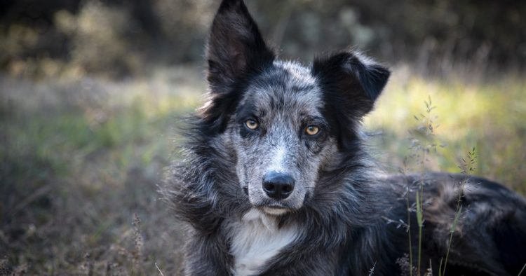 border collie rescue
