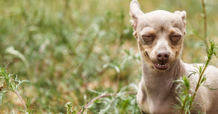 Italian greyhound blind