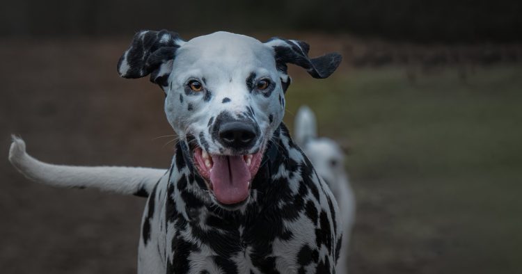 rescue Dalmatian dog