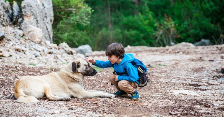 boy rescues dog