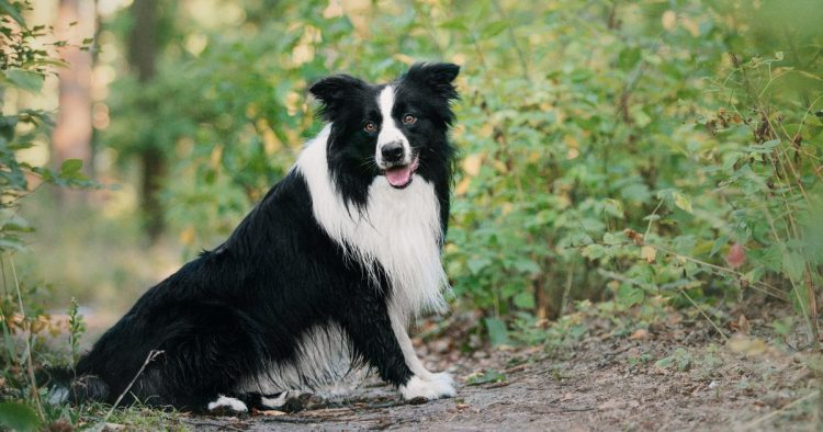 border collie dog
