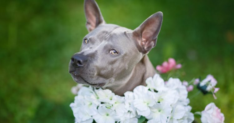 pitbull dog butterfly