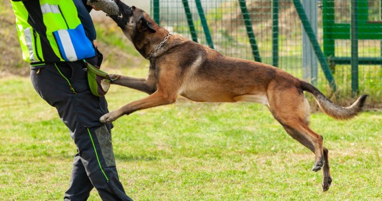 police dog training